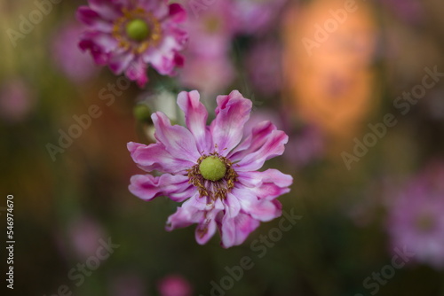 bee on a flower