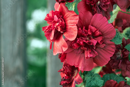 Alcea Rosea or hollyhock, or malva. A double form in red. They are popular garden ornamental plant. Close-up of blooming hollyhock flowers in the summer garden. photo