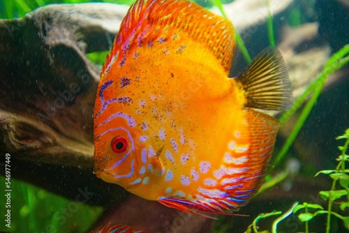 Closeup shot of an orange Discus fish in the acquairum photo