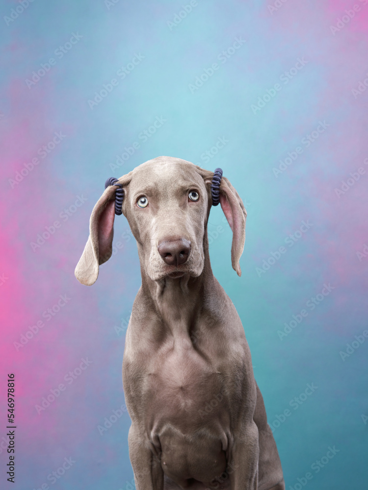 Funny dog on a colored, pink-blue background. Happy Weimaraner puppy Funny dog on a colored, pink-blue background. Happy Weimaraner puppy