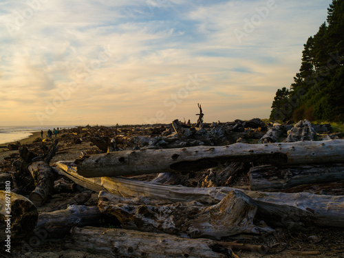 Ocean coast. High green coast. There are many dry trees on the shore. Ecology  climate change  global warming  weather  meteorology  environmental protection.