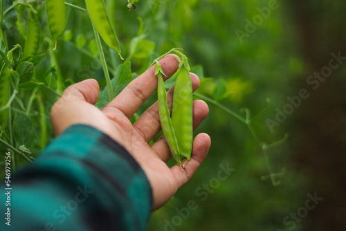 Fotografi Pea plant on tree in the fields