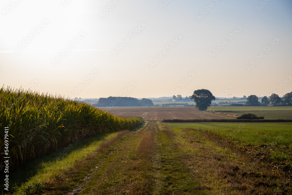 Fototapeta premium Dirt road next to cornfield in the background a village