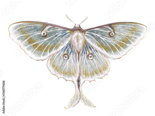 Watercolor vintage illustration with luna moth, moon butterfly, Actias luna isolated on white background.