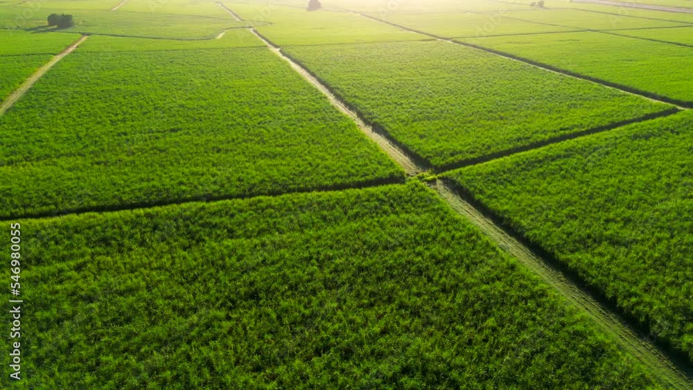 Aerial view of the plantations of sugarcane. Green planted culture field at sunset. Production of reed sugar and rum Aerial view of the plantations of sugarcane. Green planted culture field at sunset. Production of reed sugar and rum
