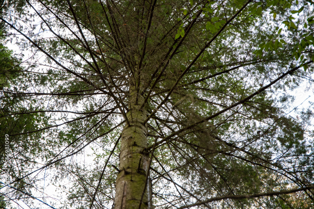 Fototapeta premium Tree photographed from below with sky