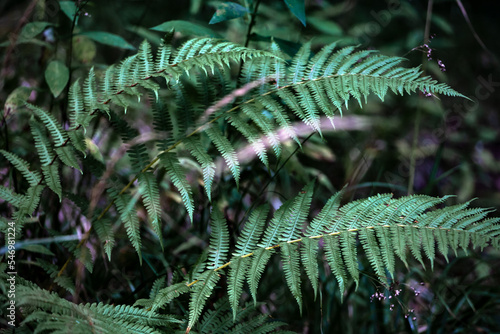 Obraz na płótnie Beautiful fern leaves w salonie