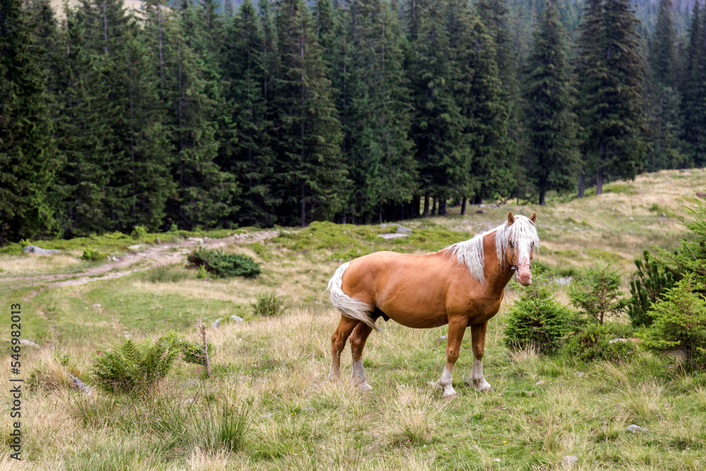 Beautiful horse in the spruce forests. Green and blue mountains and hills. Carpathian Mountains, Ukraine