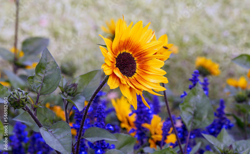 (Helianthus annuus) Close up of an ornamental dwarf sunflower or heliotrope with vibrant colors of yellow colored with purple-brown and deep brown heart