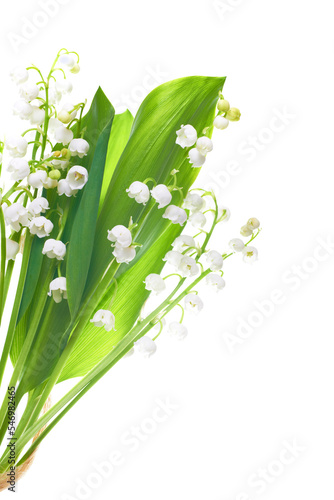 White flowers lilies of the valley isolated in PNG isolated on transparent background