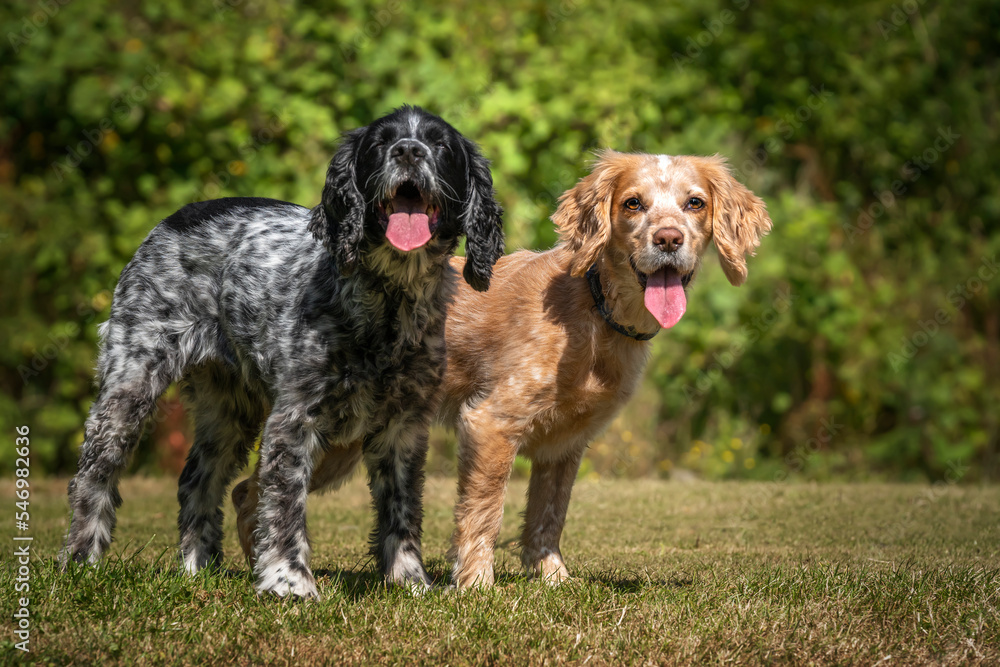 Working Cocker Spaniel Lemon Roan and Blue Roan standing and looking at the camera Working Cocker Spaniel Lemon Roan and Blue Roan standing and looking at the camera