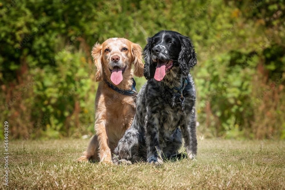 Working Cocker Spaniel Lemon Roan and Blue Roan sitting and looking at the camera with tongue out