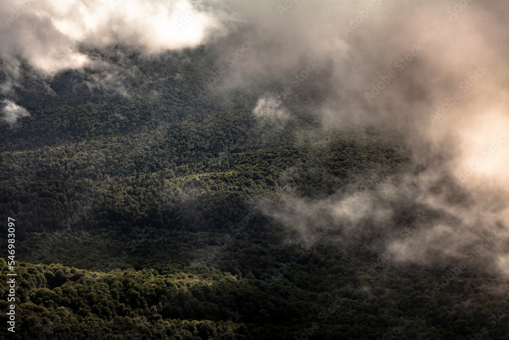 Mountain forest in the clouds