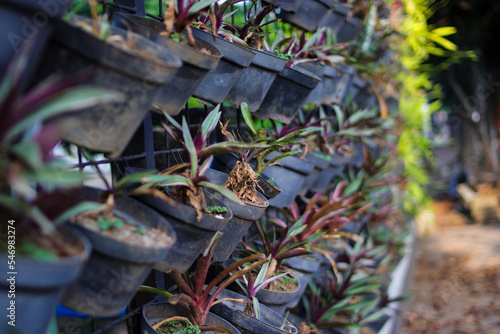 Fence with unkempt houseplants in black pots on the sidewalk.