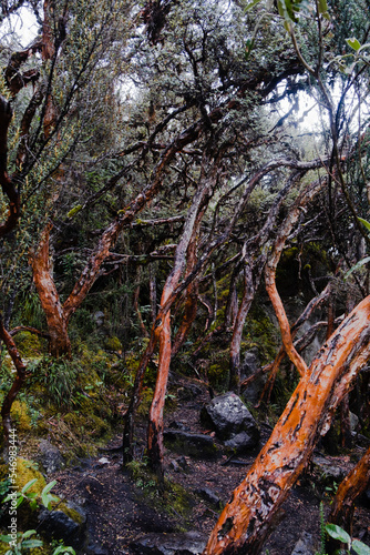 Queñua or paper tree (Polylepis) forest endemic to the mid- and high-elevation regions of the tropical Andes. Cajas National Park, Cuenca, Azuay province, Ecuador.