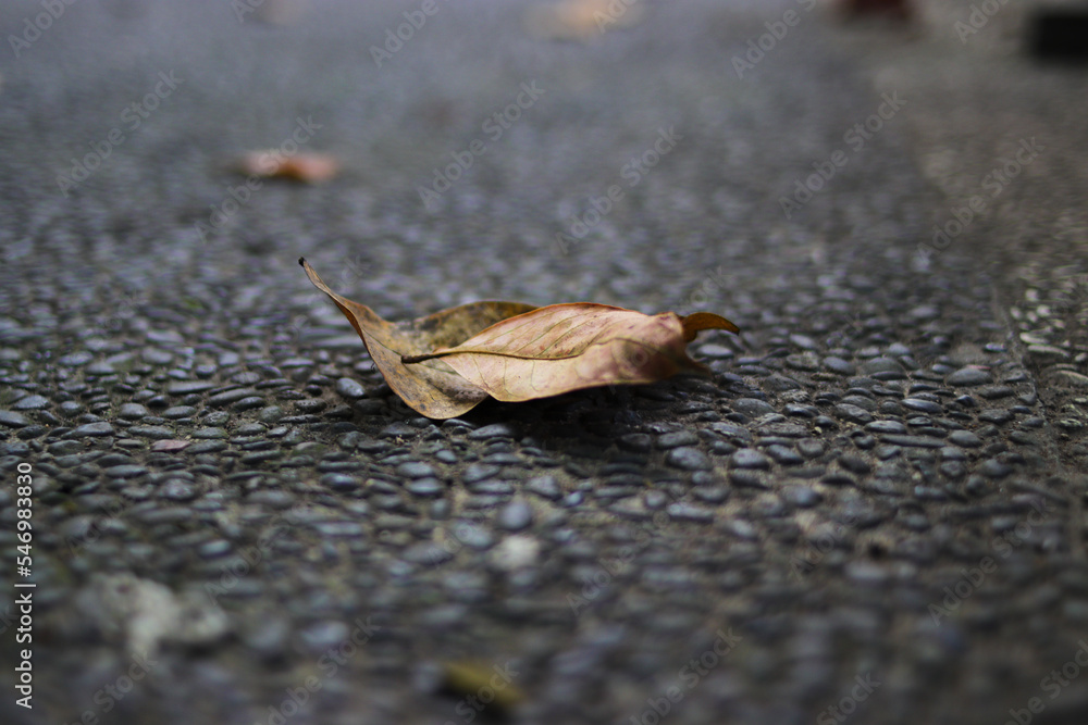 Defocused abstract background of dried leaves on a footpath in a city park in the morning Defocused abstract background of dried leaves on a footpath in a city park in the morning