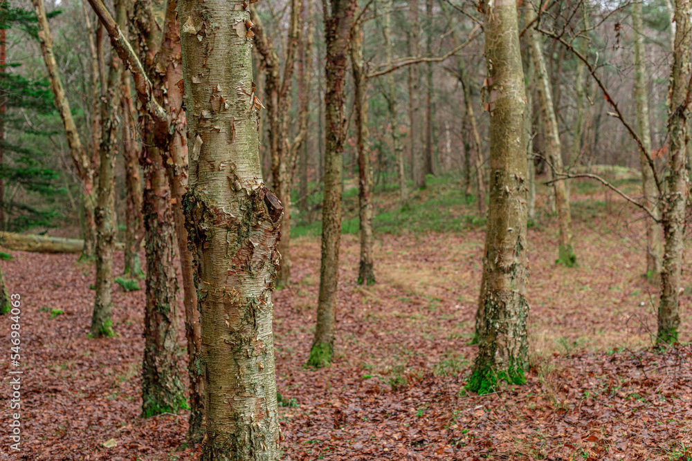 Birch trees in a forest at fall. Birch trees in a forest at fall.