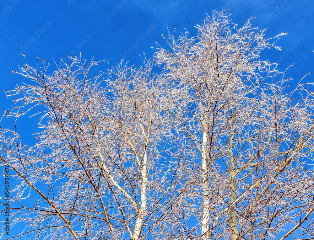 Birch branches with frost on the background of the blue sky