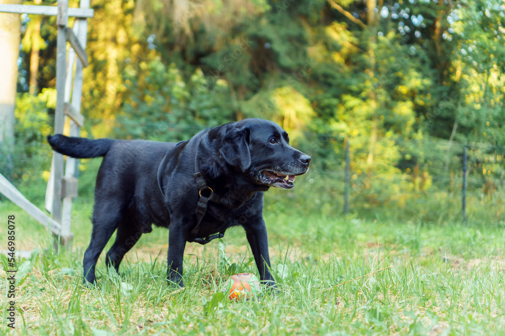 Black pet dog Labrador Retriever stand with his tongue out on green grass against backdrop of forest and looks away
