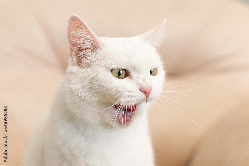 A domestic cat. A white, British purebred cat. Close-up. Animal themes. Pets