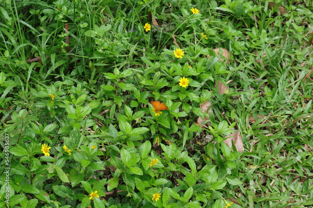 A Spotted rustic butterfly feeding from a yellow Singapore daisy flower