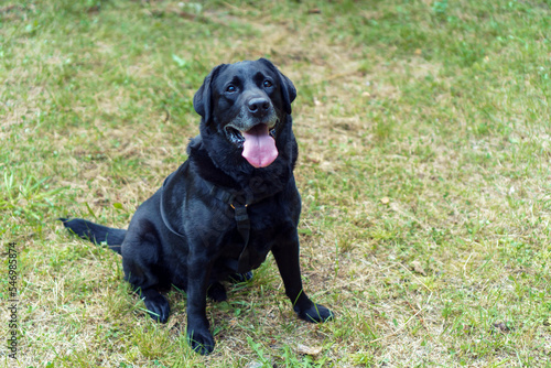 Black dog Labrador Retriever sitting with his tongue out on green dry grass and looking at camera. Pet, family friend