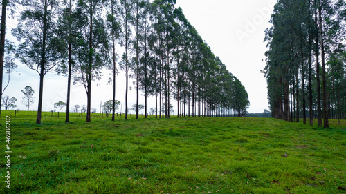 Pine trees planting in a row on a farm
