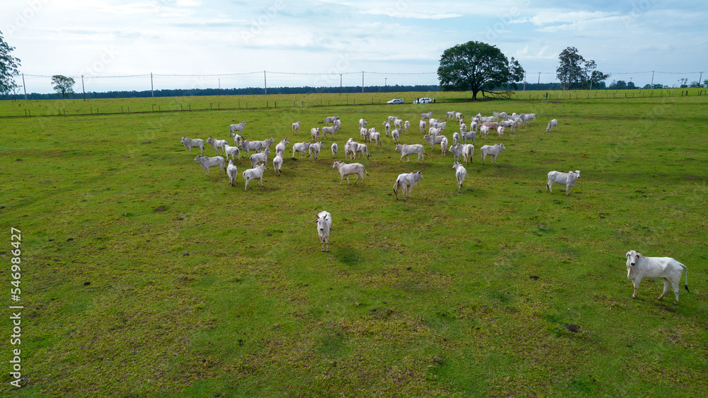 Brazilian Nellore cattle on a farm. Aerial view Brazilian Nellore cattle on a farm. Aerial view