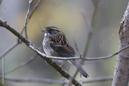 Bruant dans les arbres photo