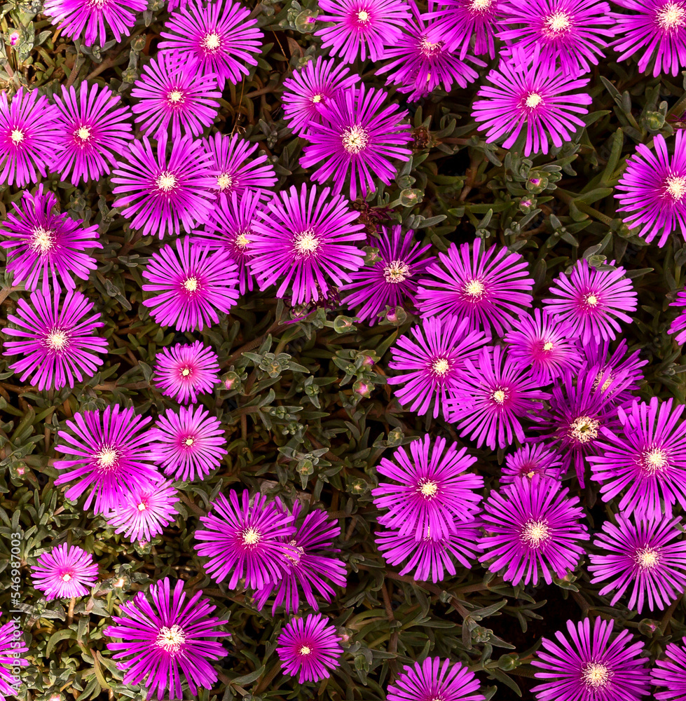 Fototapeta premium Multicolored floral and deciduous natural background. Very bright colored backdrop.