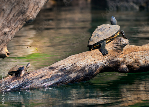 turtles basking in the sun