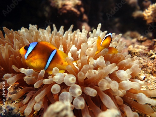 clown fish of the red sea   Egypt