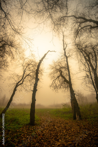 fog in forest forest in the night . Night landscape. Nightsky and clouds . Stars in the sky . Lights of the city . Evening forest . Landscapes of Ukraine . Night and morning time 