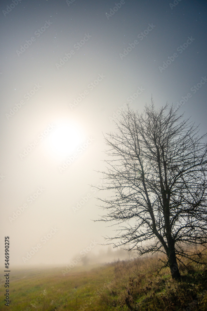 Obraz premium fog in forest forest in the night . Night landscape. Nightsky and clouds . Stars in the sky . Lights of the city . Evening forest . Landscapes of Ukraine . Night and morning time 