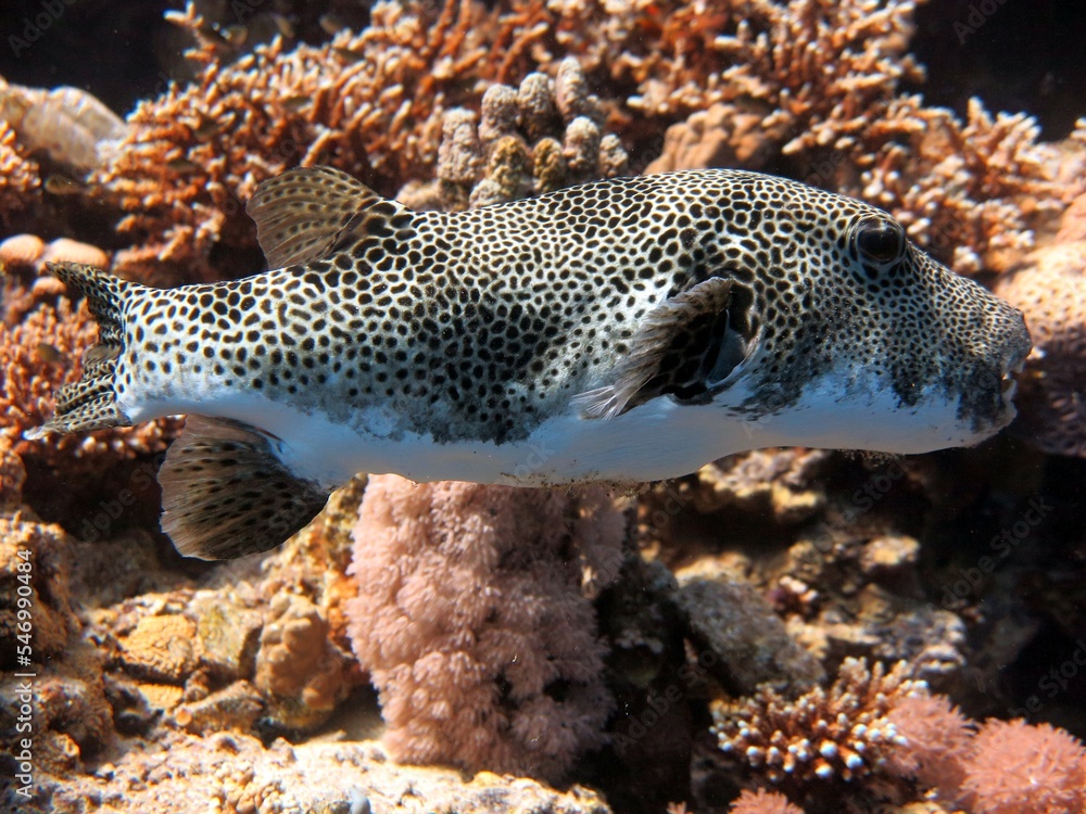 Giant puffer fish of red sea Egypt Giant puffer fish of red sea Egypt