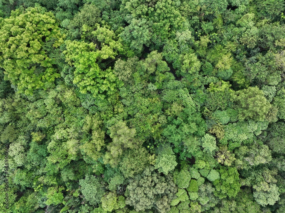 Aerial top view forest tree, Rainforest ecosystem and healthy environment concept and background, Texture of green tree forest view from above.	