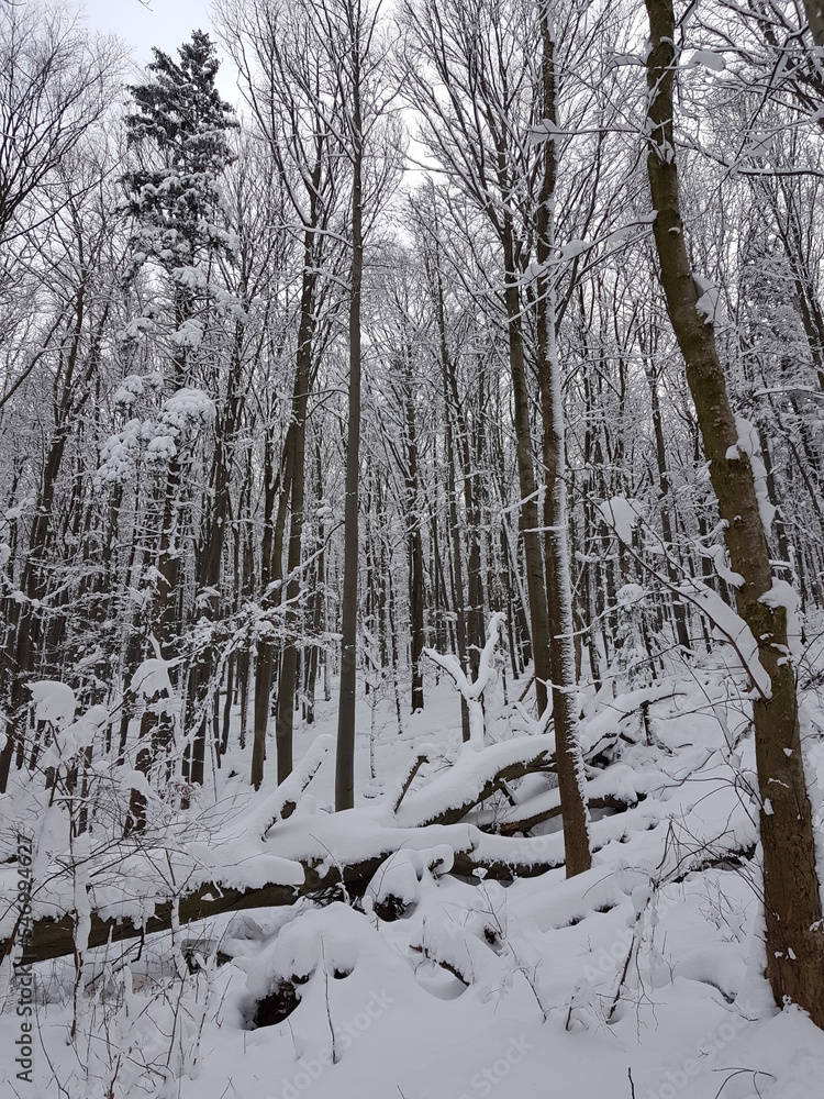 Idyllic winter scenery in an austrian forest. lower austria. holiday and nature concept Idyllic winter scenery in an austrian forest. lower austria. holiday and nature concept