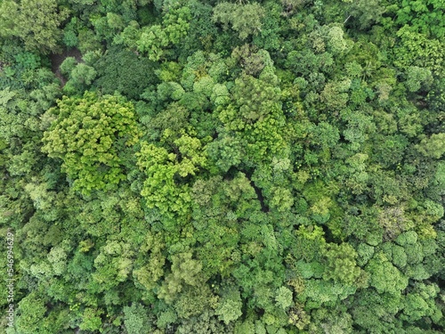 Aerial top view forest tree, Rainforest ecosystem and healthy environment concept and background, Texture of green tree forest view from above.  © Hand Robot