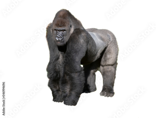 Canvastavla western lowland gorilla isolated on white background