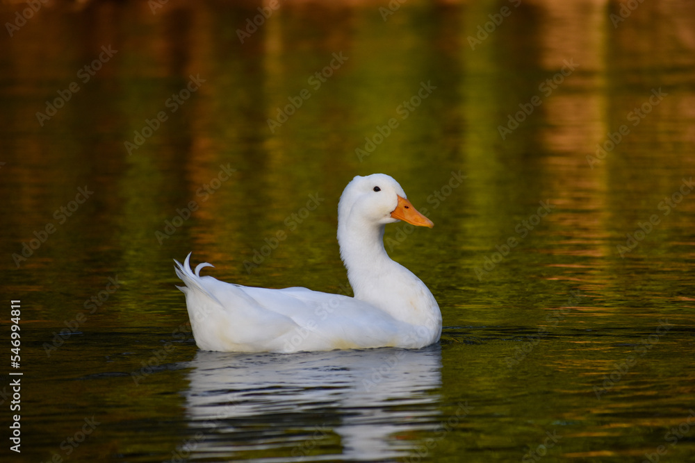 domestic duck or domestic mallard (Anas platyrhynchos domesticus) in the wild on a lake domestic duck or domestic mallard (Anas platyrhynchos domesticus) in the wild on a lake