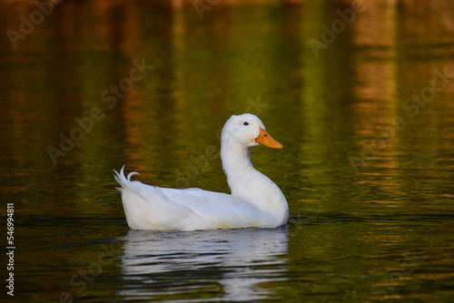 domestic duck or domestic mallard (Anas platyrhynchos domesticus) in the wild on a lake