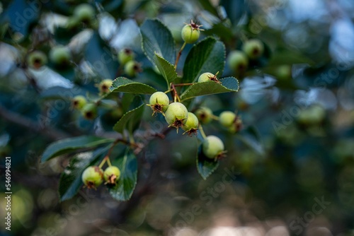 Closeup shot of a bunch of berries on a tree and green leaves
