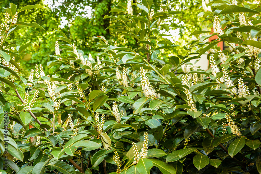 Obraz premium cherry laurel bush in bloom