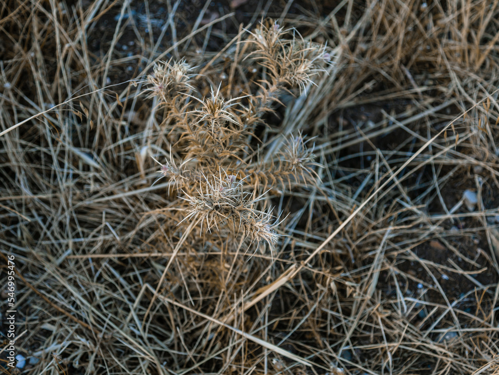 Selective focus on thorny dried weed. Background of dried weeds
