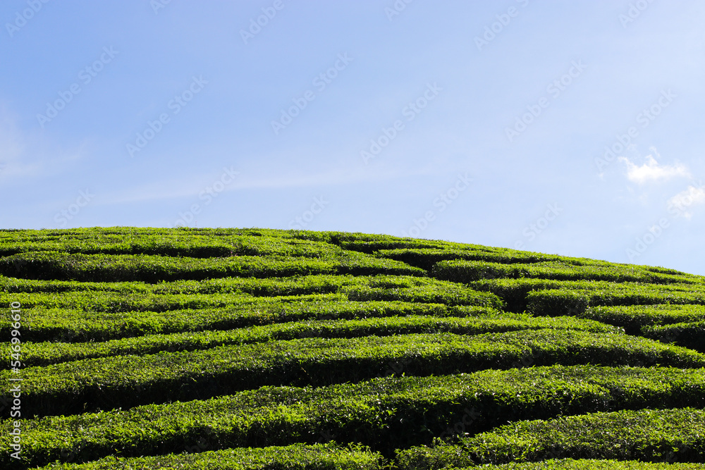 Beautiful Tea plantation landscape in the morning