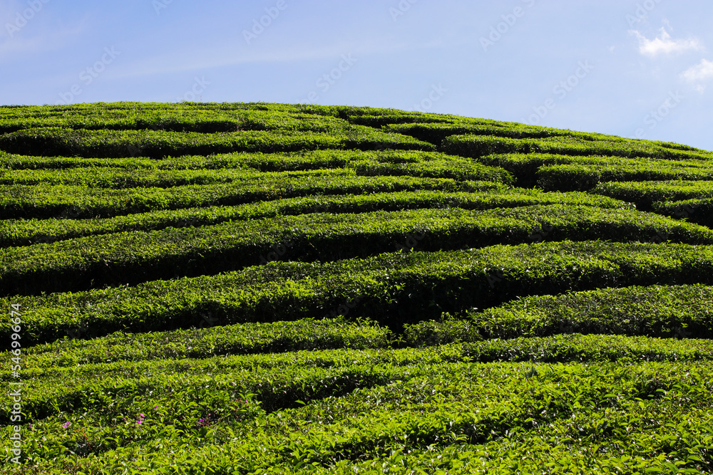 Beautiful Tea plantation landscape in the morning Beautiful Tea plantation landscape in the morning