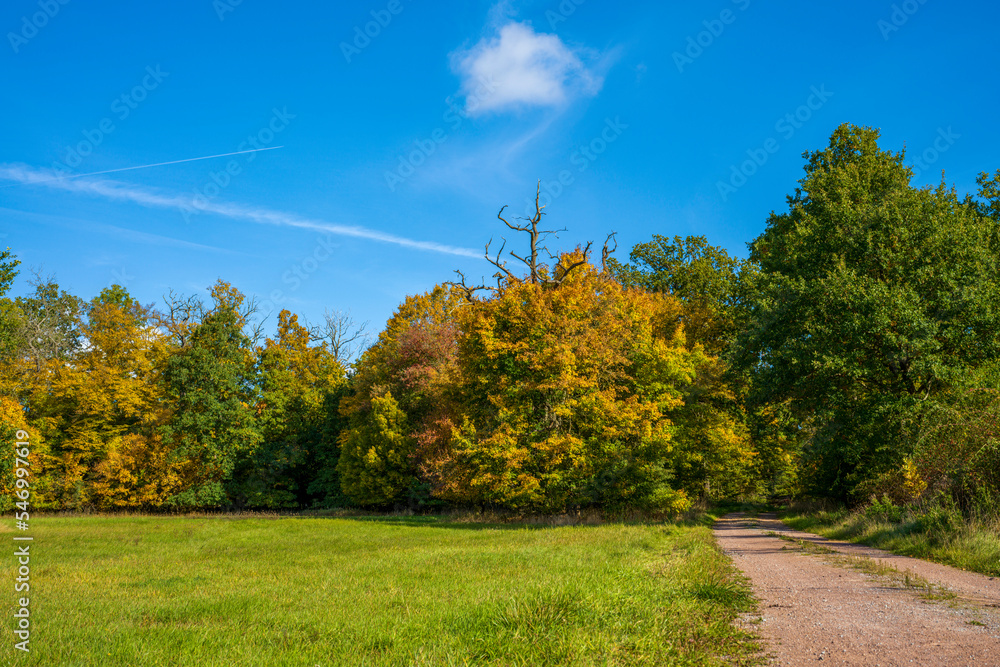 Fototapeta premium Bäume mit Herbstlaub - Landschaft im Herbst