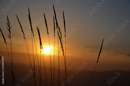 grass on the background of the sunset