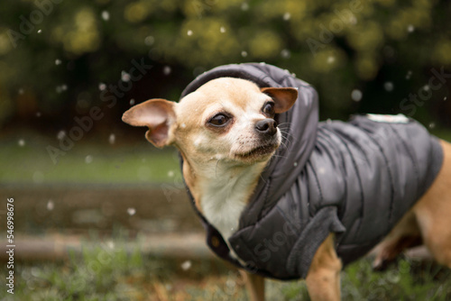 Cute little chihuahua dog in winter jacket first time experiences snow.