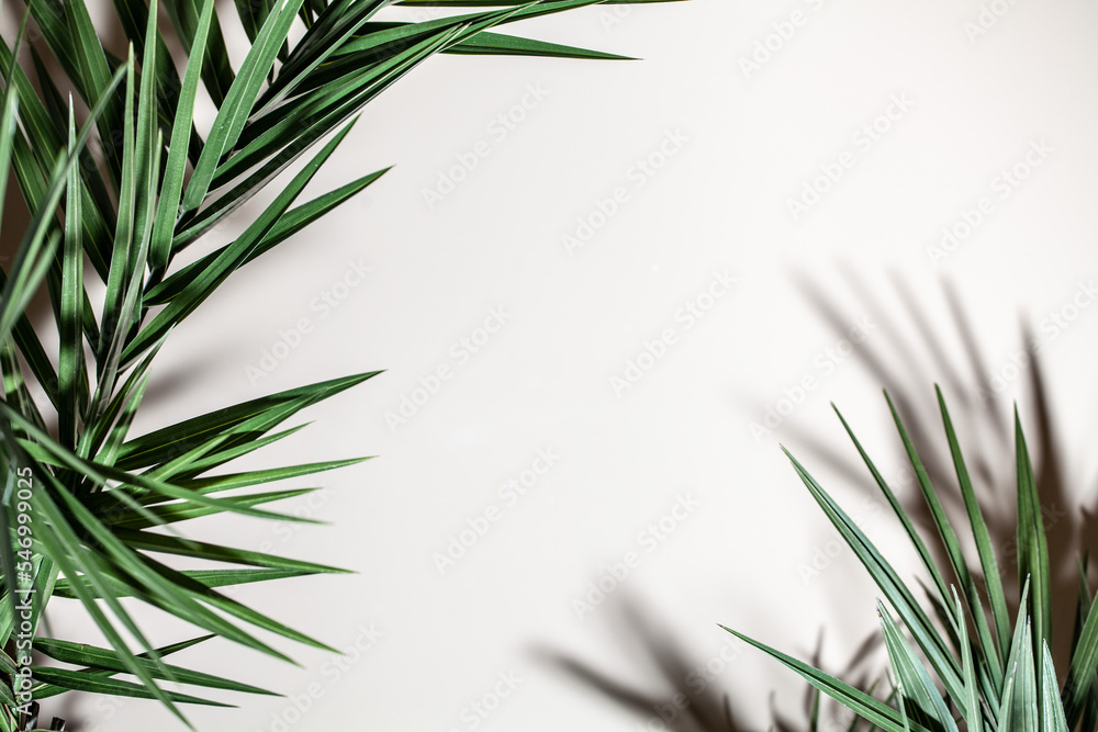 Palm leaf on the white background